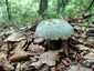 Varashátú galambgomba (Russula virescens), Retyezát